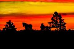 2-Horse Sunset