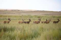 Herd of Bucks