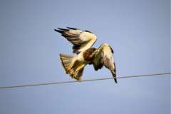 Hawk-Take off